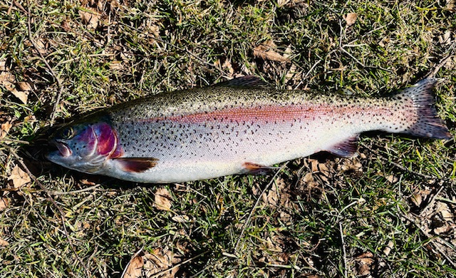 Angeltagebuch 28.2.2026 – Forellenfischen am Angelteich