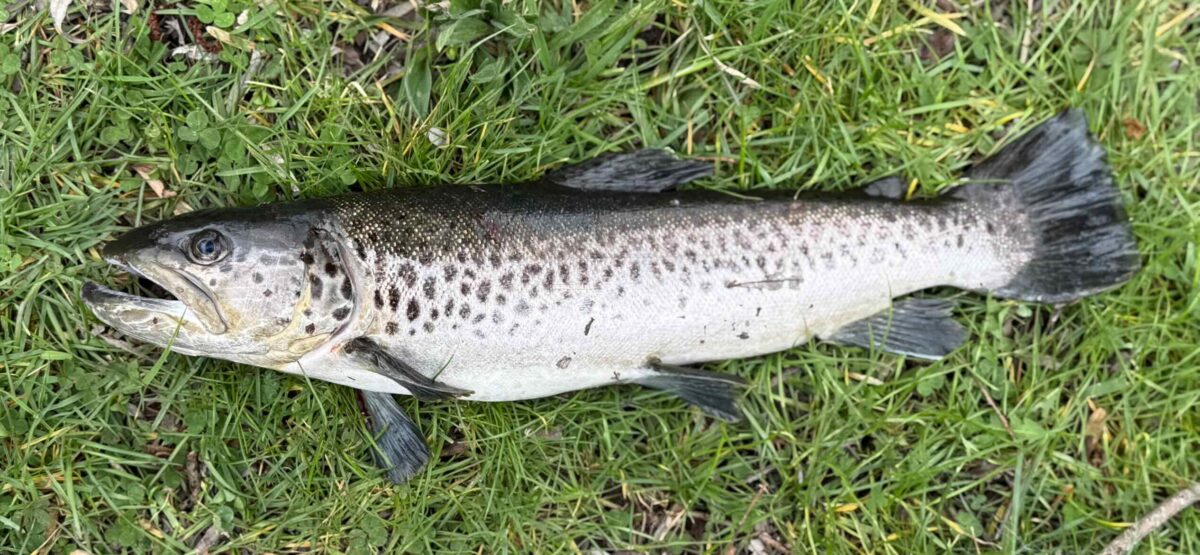 Angeltagebuch vom 4.4.2026